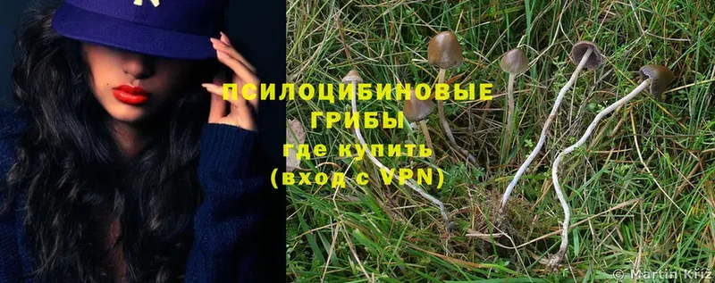 Псилоцибиновые грибы Psilocybine cubensis  купить закладку  Электрогорск 